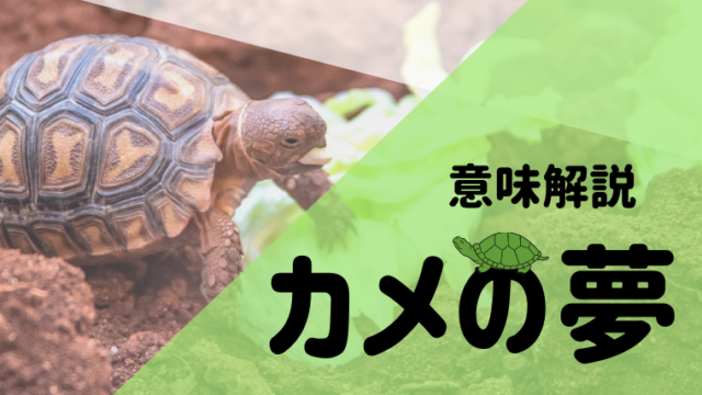 夢占い カメの夢の意味46選 飼う 捕まえる 助けるなどさまざまなパターン別にご紹介 夢占い 心理学 スピリチュアル情報発信サイト