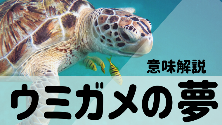 夢占い ウミガメの夢37選 妊娠 たくさん 産卵 泳ぐなどパターン別にご紹介 夢占い 心理学 スピリチュアル情報発信サイト
